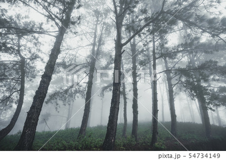 Forest Rain and fog in the forest Forest Rain and fog in the forest 54734149
