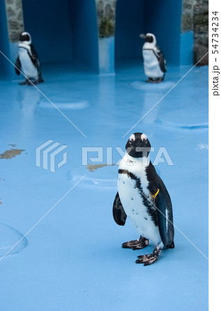ケープペンギン 54734234