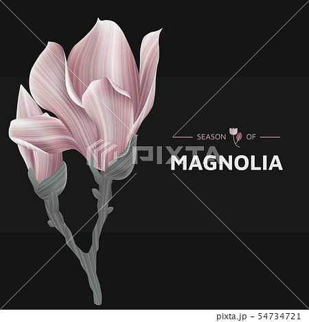 Vintage pink magnolia flowers for decoration 54734721