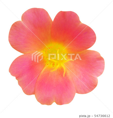 Vinca rosea  flower on white isolated  background  54736612