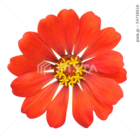 Red zinnia flower on white isolated background Red zinnia flower on white isolated background 54736616