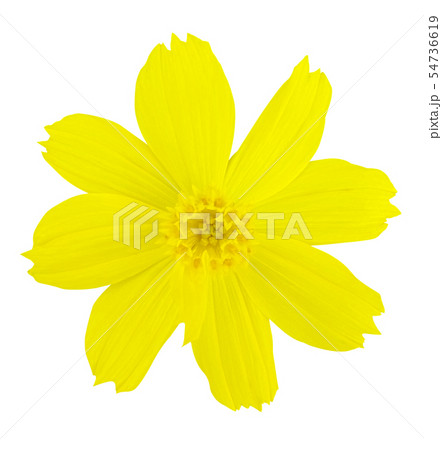 Yellow Cosmos Flower on white isolated background Yellow Cosmos Flower on white isolated background 54736619