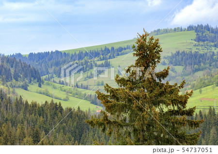The top of a pine tree is dotted with young cones. The top of a pine tree is dotted with young cones. 54737051