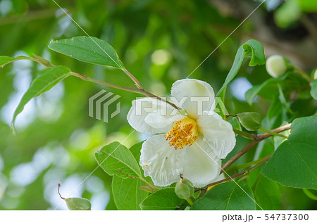 沙羅の木 54737300