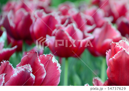 Picture of beautiful tulips on shallow deep of 54737629