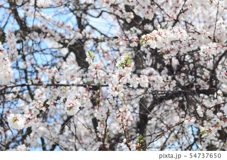 Pink Apple Tree Blossoms with white flowers on 54737650