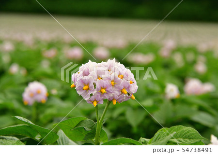 北海道京極町で満開の花が咲いているジャガイモ畑の夏の風景を撮影 北海道京極町で満開の花が咲いているジャガイモ畑の夏の風景を撮影 54738491