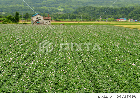 北海道京極町で満開の花が咲いているジャガイモ畑の夏の風景を撮影 北海道京極町で満開の花が咲いているジャガイモ畑の夏の風景を撮影 54738496