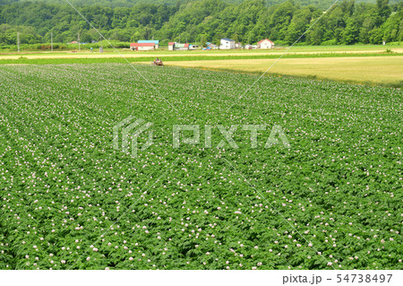 北海道京極町で満開の花が咲いているジャガイモ畑の夏の風景を撮影 北海道京極町で満開の花が咲いているジャガイモ畑の夏の風景を撮影 54738497
