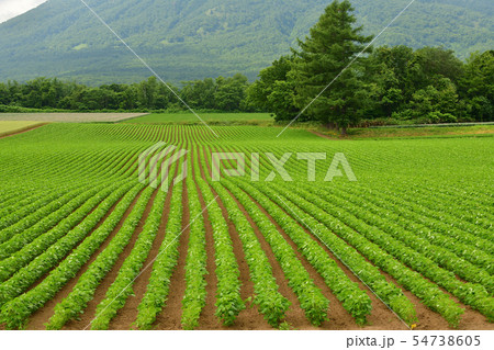 北海道京極町で大きく葉を伸ばしてきた大豆の夏の風景を撮影 北海道京極町で大きく葉を伸ばしてきた大豆の夏の風景を撮影 54738605