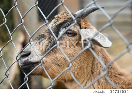 Goat in a cage at the zoo 54738654