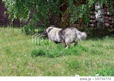 Deutscher wolfspitz is running on a green grass. 54738770