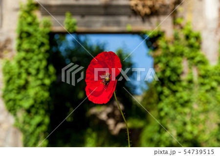 red poppies against the sky red poppies against the sky 54739515