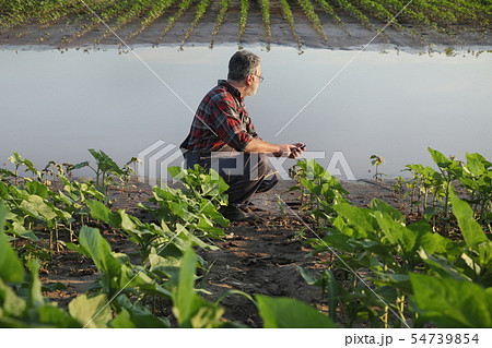Agricultural scene, farmer in sunflower  field 54739854