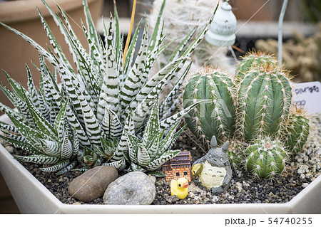 植木鉢 鉢 多肉植物 54740255
