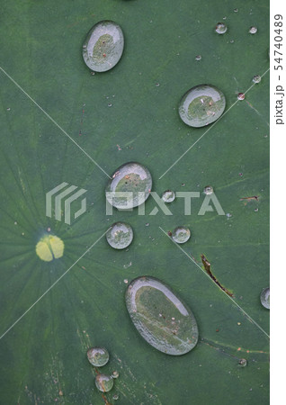 凧 ヨンバト 蓮 54740489