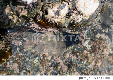 クラゲ クラゲ 54741166