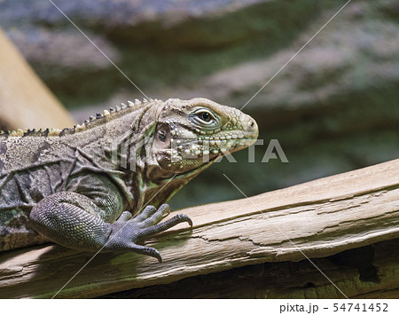 close up portrait of the face of a cuban rock iguana, tropical and vulnerable lizard specie from the 54741452