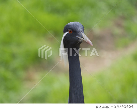 Close up detail portrait of beautiful Demoiselle Crane, Anthropoides virgo with long slim neck. Bird 54741454