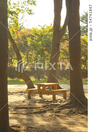 南怡島 自然 木 54741847