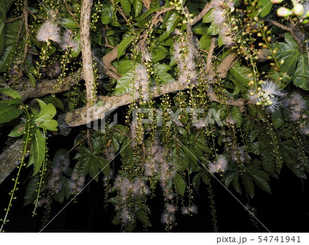 サガリバナ 54741941