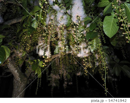 サガリバナ 54741942