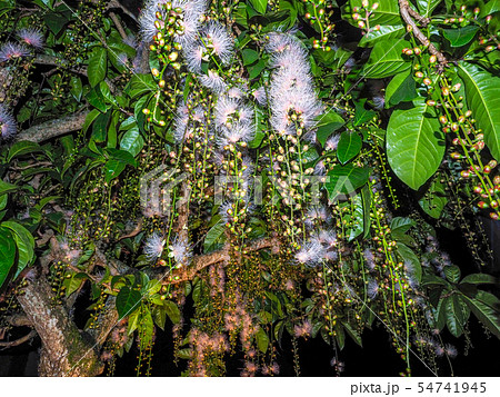 サガリバナ 54741945