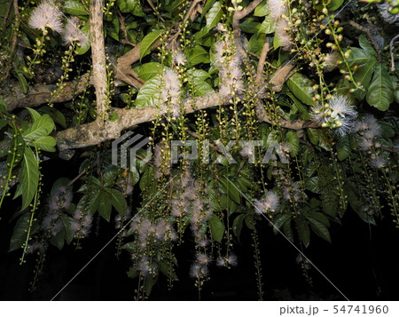 サガリバナ 54741960