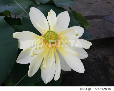蓮の花 ホワイト 蓮の花 ホワイト 54742040
