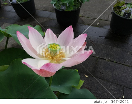 蓮の花 ピンク色 蓮の花 ピンク色 54742041