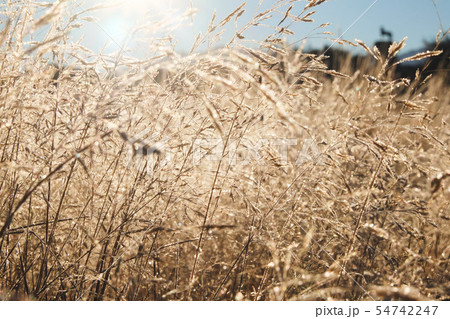 Frost on the grass in the morning sun. Frost on the grass in the morning sun. 54742247
