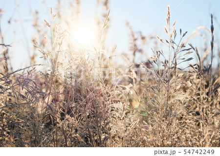 Frost on the grass in the morning sun. 54742249