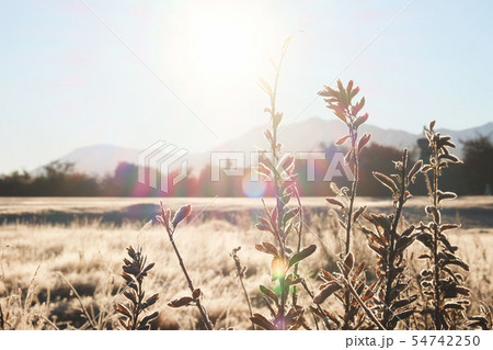 Frost on the grass in the morning sun. 54742250