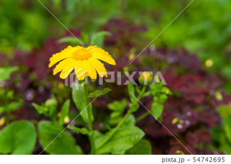 yellow calendula flower in raindrops yellow calendula flower in raindrops 54742695