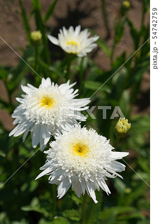 華麗な丁字咲きのシャスターデージーの写真素材