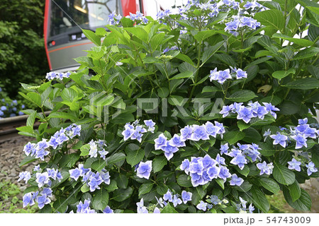 あじさい電車 3000形 【2019】 箱根登山鉄道彫刻の森 【神奈川県】  54743009