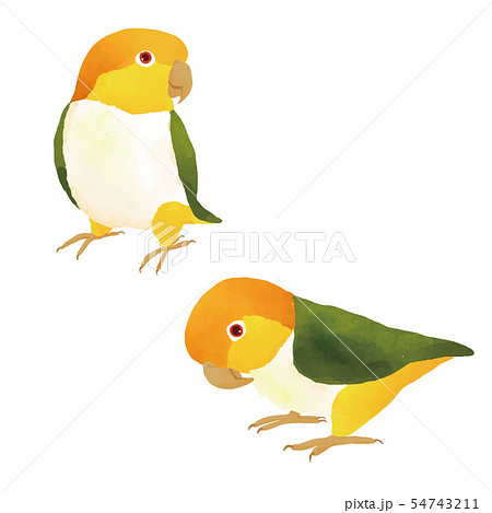 シロハラインコの石絵ストーンアート stonepainting #rockpainting #rockart