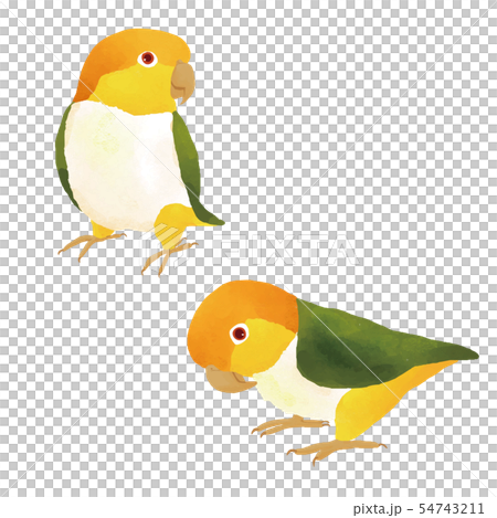 シロハラインコの油絵で41x41センチで木のフレームです