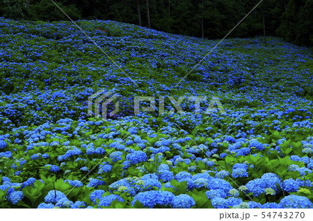 宮城県　紫陽花咲く赤坂公衆園 54743270