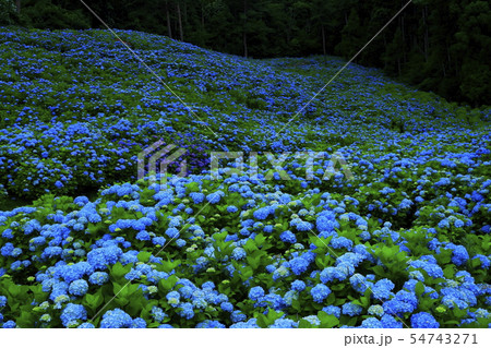 宮城県　紫陽花咲く赤坂公衆園 54743271