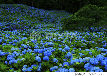 宮城県 紫陽花咲く赤坂公衆園の写真素材