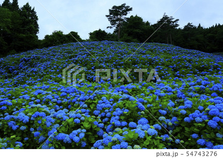 宮城県 紫陽花咲く赤坂公衆園 宮城県 紫陽花咲く赤坂公衆園 54743276