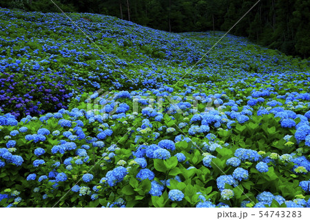 宮城県 紫陽花咲く赤坂公衆園 宮城県 紫陽花咲く赤坂公衆園 54743283