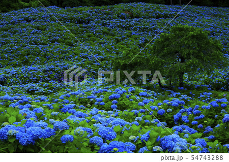 宮城県 紫陽花咲く赤坂公衆園 宮城県 紫陽花咲く赤坂公衆園 54743288