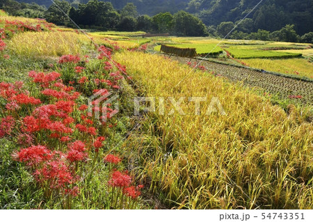 ヒガンバナ咲く寺坂棚田 54743351