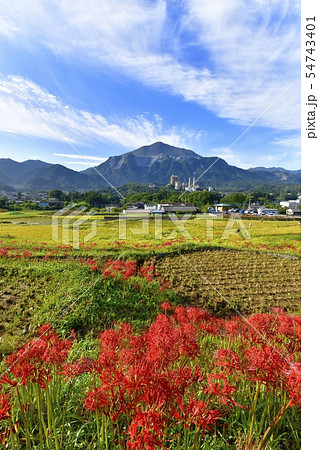 ヒガンバナ咲く寺坂棚田と武甲山 54743401