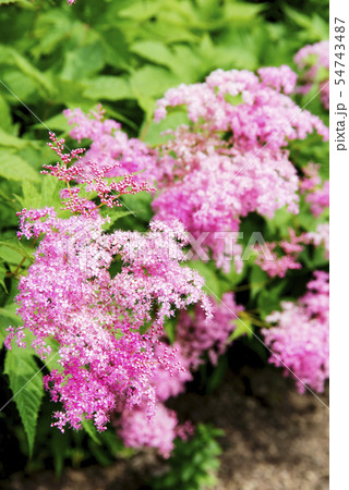 シモツケソウ (鳥取県) 54743487