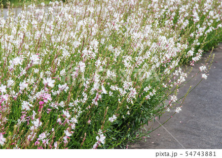 ガウラ（白蝶草） 54743881