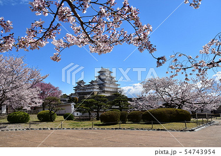 日本の兵庫県の姫路市　世界遺産の姫路城　美しい桜と青空と天守閣 54743954