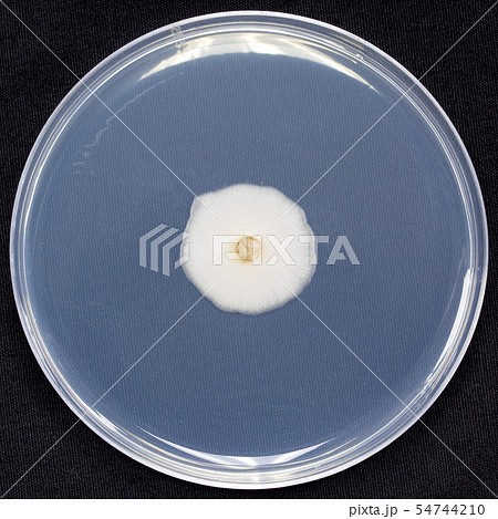 Aureobasidium　アウレオバジディウム　オーレオバジディウム　培地　子嚢菌　7日培養 54744210